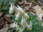Dutchman's Breeches, Dicentra cucullata. photo: Stephen M. Young, NYNHP