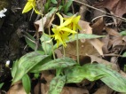 Yellow Trout Lily, Erythronium americanum, photo: Julie Lundgren, NYNHP