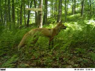 A red fox at Fahnstock State Park