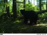 A black bear at Fahnstock State Park