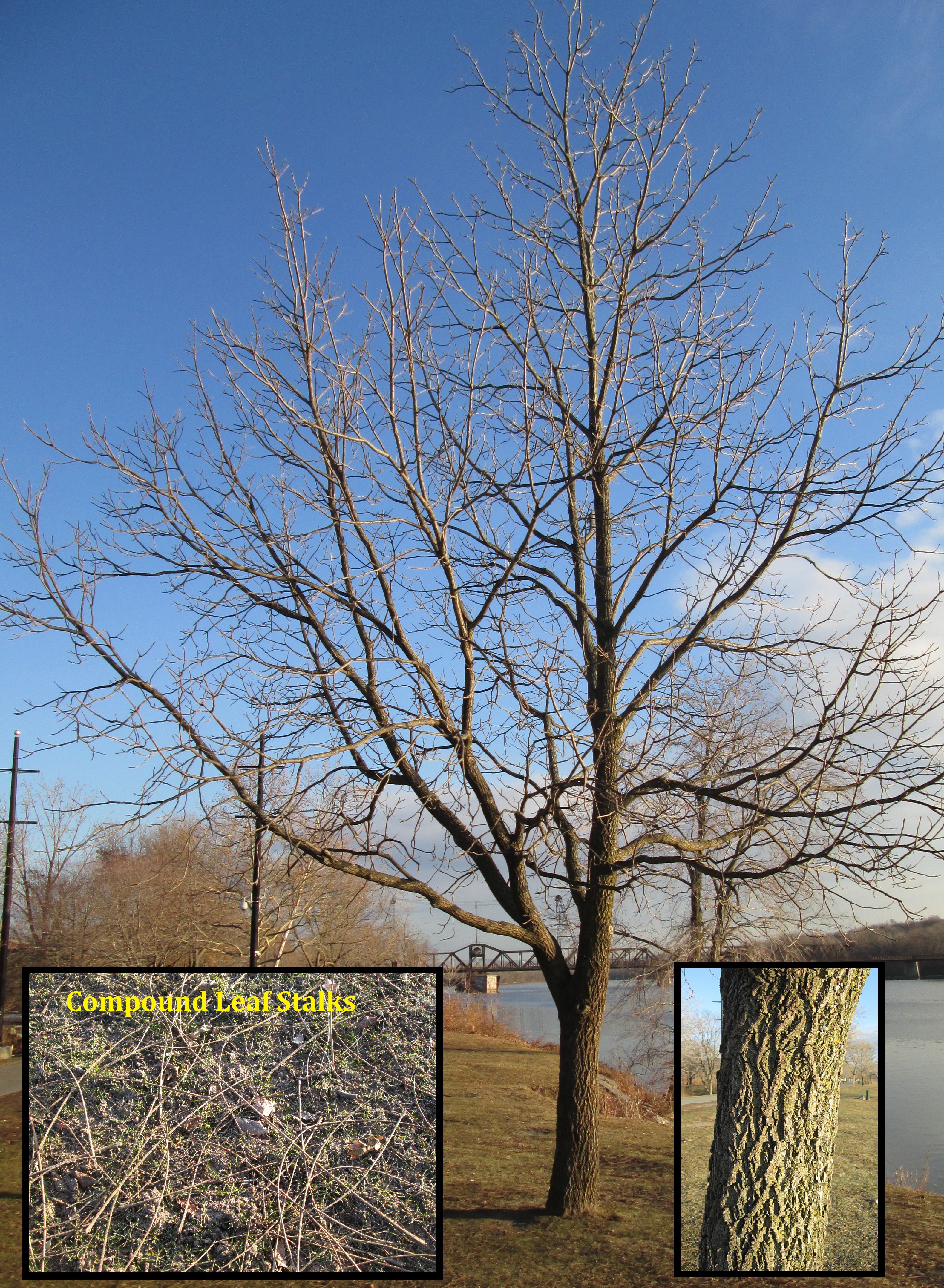 Black Walnut Trees Without Leaves 104