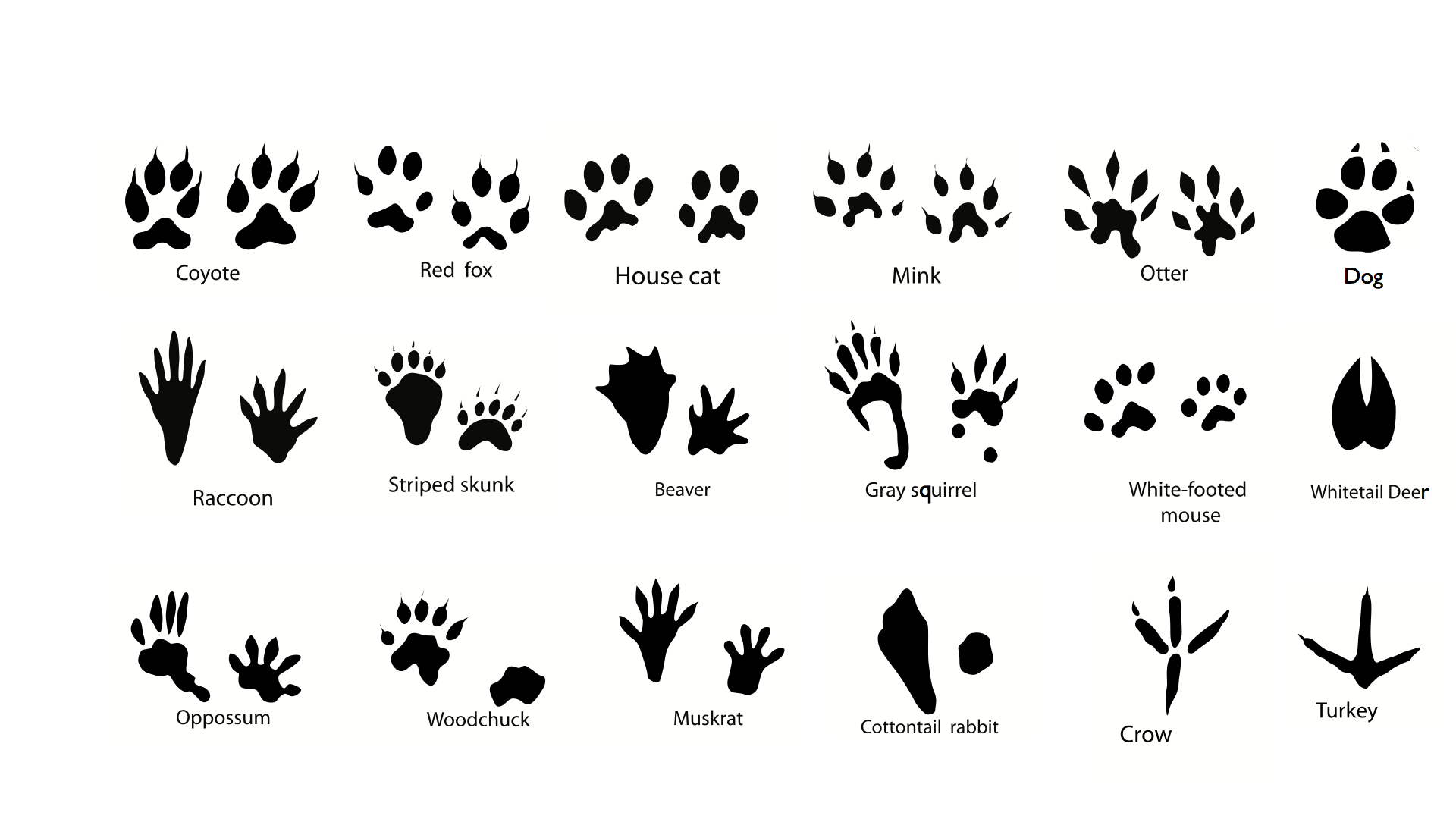 Animal Paw Print Chart