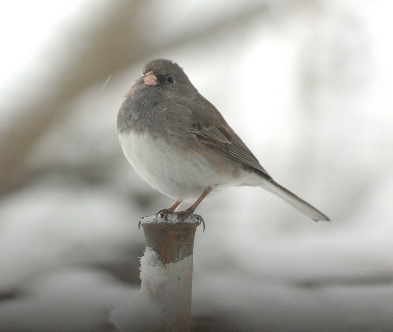 Snow Birds New York S Winter Bird Population New York State Parks Blog,Korean Toasted Sesame Seeds