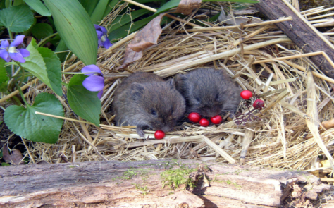 Cute voles eating
