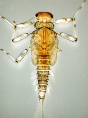 Family: Baetidae (Acentrella sp.) Source NYS DEC http://www.dec.ny.gov/animals/7470.html