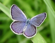 Male Karner blue butterfly. Photo by Paul Labus, The Nature Conservancy, Indiana.
