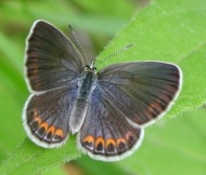 Female Karner blue butterfly. Photo by Paul Labus, The Nature Conservancy, Indiana.