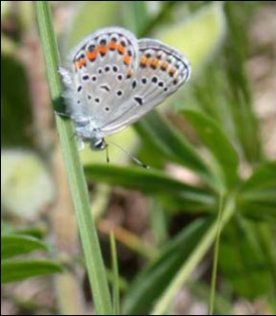 Underside of the Karner blue butterfly. Photo by USFWS; Phil Delphey.