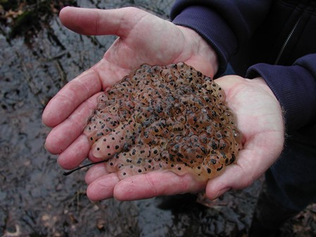 Woodlawn frog eggs. Photo courtesy of NYNHP.