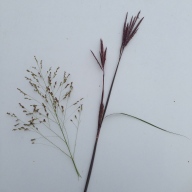 Seed heads of Indian grass (left) and big bluestem grass (right). It is easy to tell the different species apart in these tall warm-season grasses! Photo by Whitney Carleton.