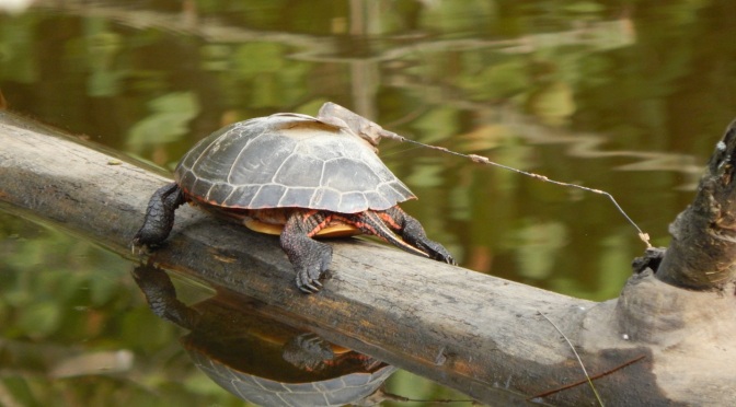 Painted Turtles of Point Au Roche State Park in Clinton County, New York