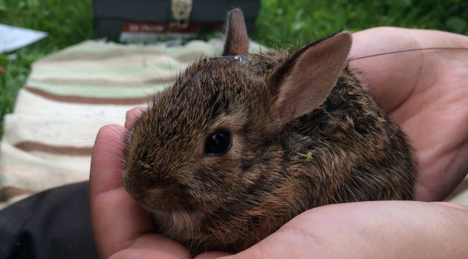 Tracking The Elusive New England Cottontail