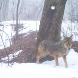 Camera trapped eastern coyote
