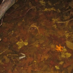 Spotted Salamander Congress by Hannah Long, SCA Environmental Educator Member Thacher State Park, 2016