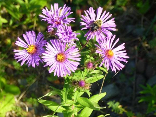 Plants for Our Pollinators
