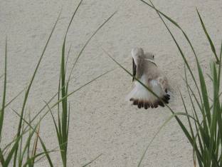Piping plover broken wing display. Photo by Kim Rondinella.