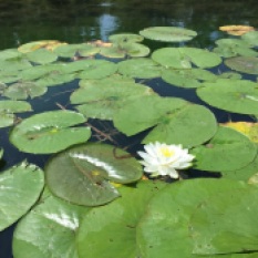Water lily in flower, photo by Tina Spence, State Parks