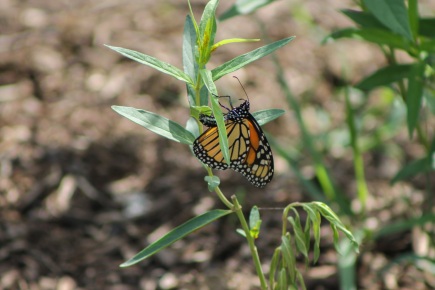 THROUGH THE WOODS: Our beautiful monarch butterflies - The UpStater