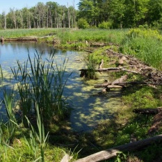 Beaver dam at Verona Beach State Park, photo by Lilly Schelling