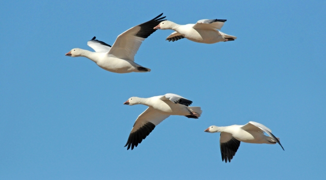 Snow Geese at Point au Roche State Park