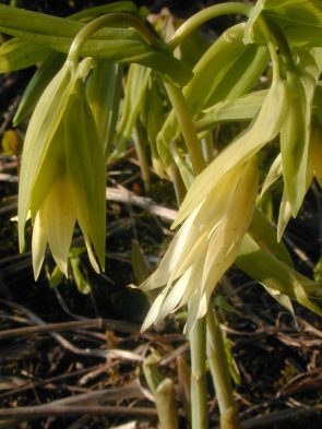 Large-flowered bellwort, photo by State Parks