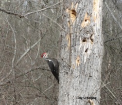 The Pileated woodpecker is our largest woodpecker, photo by Lilly Schelling, State Parks