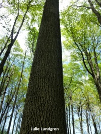 A towering tulip poplar (Liriodendron tulipifera) at Hamlin Beach State Park – a small park with spectacular trees.
