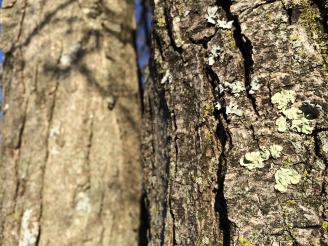 Stepping back to admire a mix of foliose lichens (grey and light-green), crustose lichen (small golden speckles), and moss (dark green) on the same tree trunk at Thacher State Park. (Photo by Erin Lennon, NYS Parks)