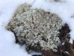 Reindeer moss (Cladonia rangiferina) in the winter. Despite the name, this is actually a lichen. There are many similar species of Cladonia that can be seen in New York State Parks. (Photo by Steve Young, NYNHP)
