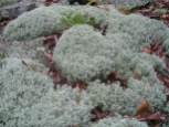 This spongy gray-green lichen was found in a chestnut oak forest. (Photo by Gregory Edinger, NYNHP)