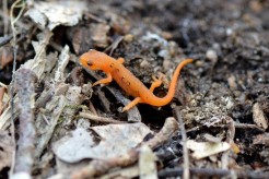 Red efts are common along wooded trails, photo by Mike Adamovic for State Parks