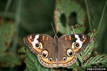 Common Buckeye Butterfly, photo by Jerry A. Payne, USDA Agricultural Research Service, Bugwood.org