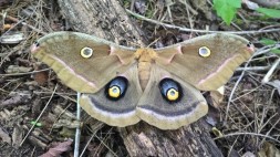 Polyphemus Moth, photo by Kelsey Ruffino, State Parks.