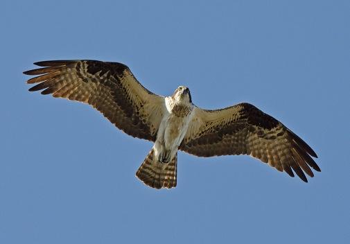 Hawk sightings soar in Chicago — and they're coming after the birds at your  feeder
