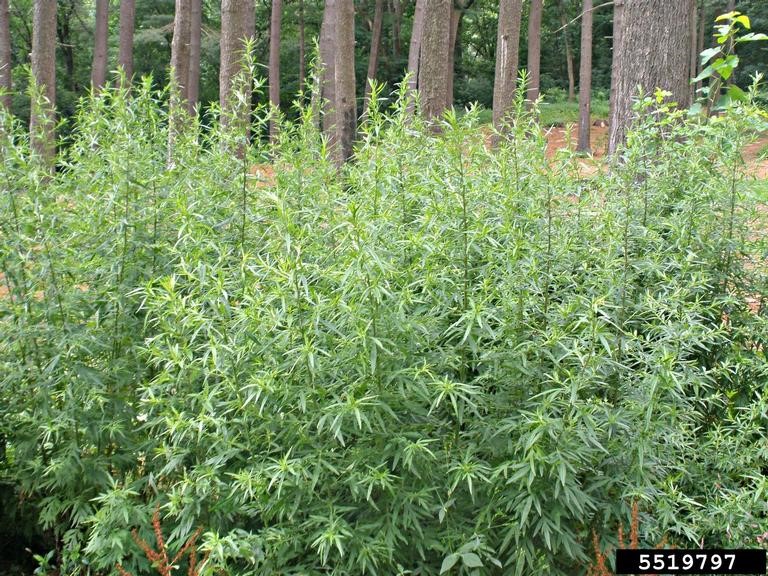Image of Mugwort invasive weed