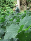 Dense stands of kudzu along the Old Croton Aqueduct State Historic Park in Yonkers were removed in 2016 by State Parks Invasive Species Strike Team, photo courtesy of Shawn Gorman, Friends of Old Croton Aqueduct State Historic Park.