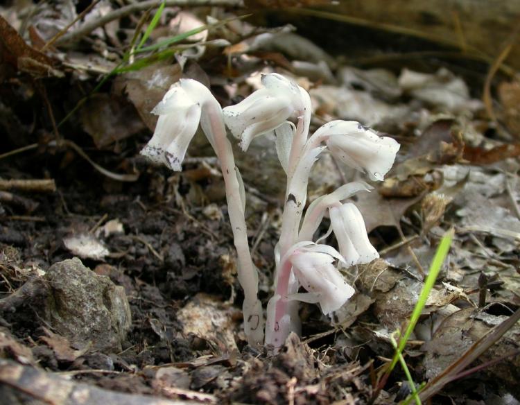 indian_pipe (missouri department of conservation)