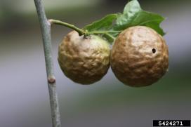 Oak apple gall after the wasp has emerged, Steven Katovich, USDA Forest Service, Bugwood.org