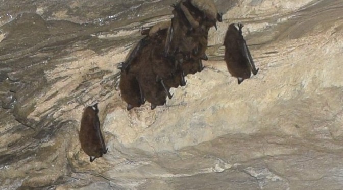 Parks Cave As Sanctuary for Embattled Bats