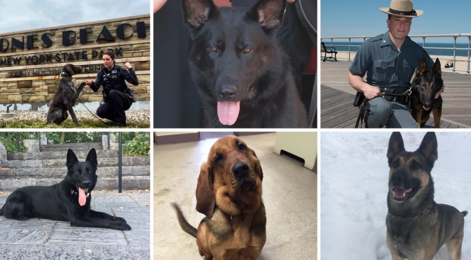 Meet The Courageous K-9s of the New York State Park Police